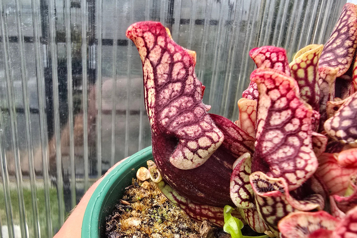 Sarracenia purpurea var. montana (Greenville, South Carolina, USA) - Mountain Purple Pitcher Plant
