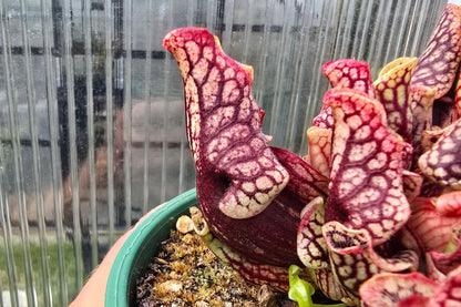 Sarracenia purpurea var. montana (Greenville, South Carolina, USA) - Mountain Purple Pitcher Plant