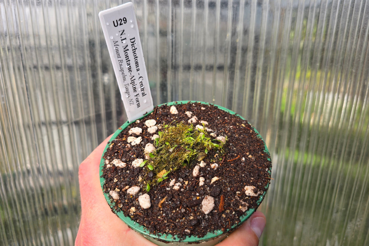 Utricularia dichotoma - Central N.I. Montane-Alpine Form (Mount Ruapehu, Taupo, NZ) - Terrestrial Fairy Aprons Bladderwort