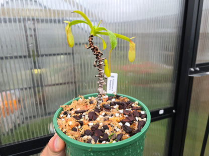 Nepenthes ventricosa x sanguinea - Highland Tropical Pitcher Plant