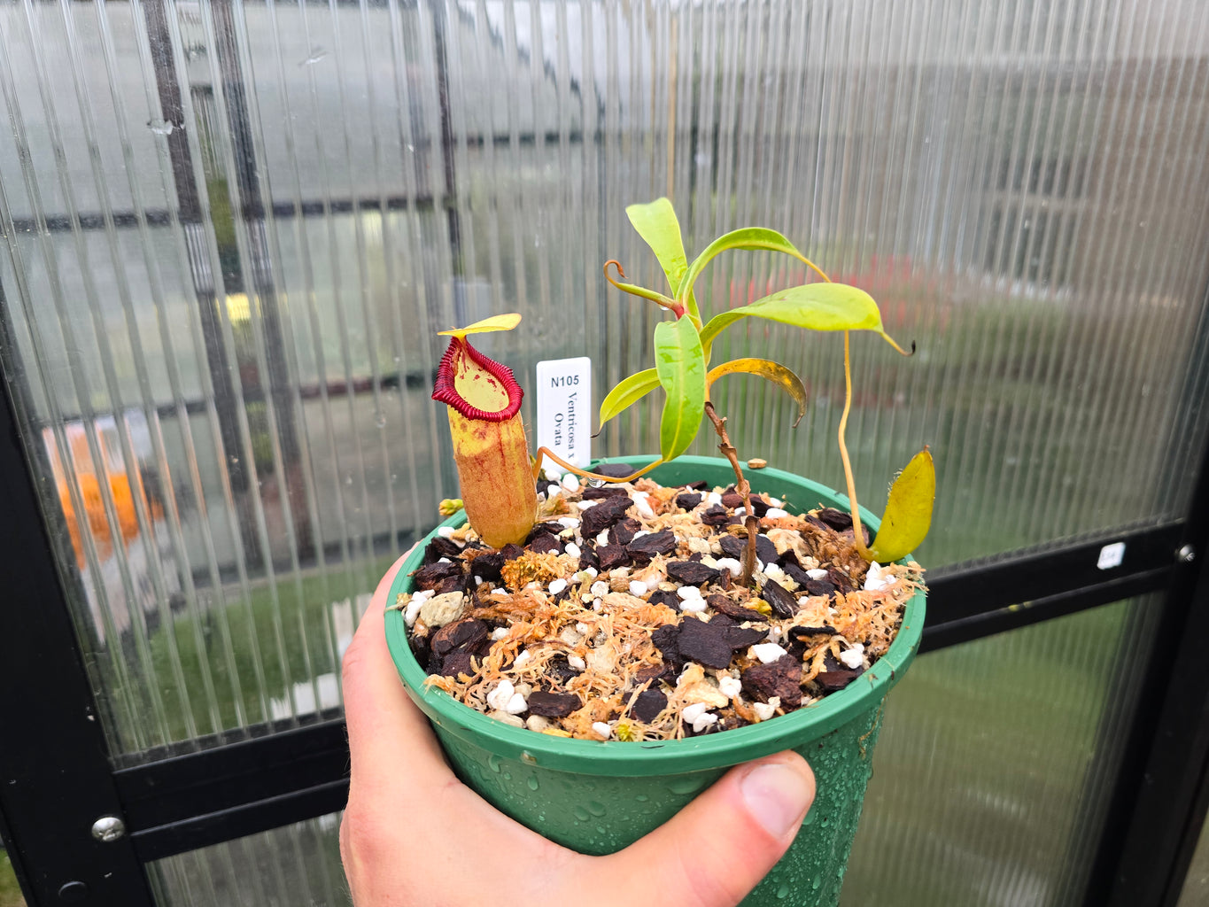 Nepenthes ventricosa x ovata - Highland Tropical Pitcher Plant