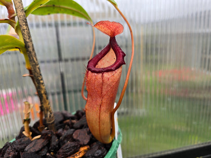 Nepenthes 'Petra' - Highland Tropical Pitcher Plant