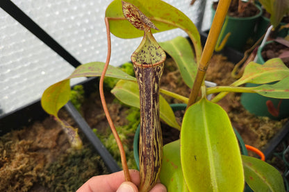 Nepenthes stenophylla - Intermediate Tropical Pitcher Plant