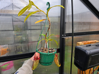 Nepenthes 'Gothica' - Intermediate Tropical Pitcher Plant