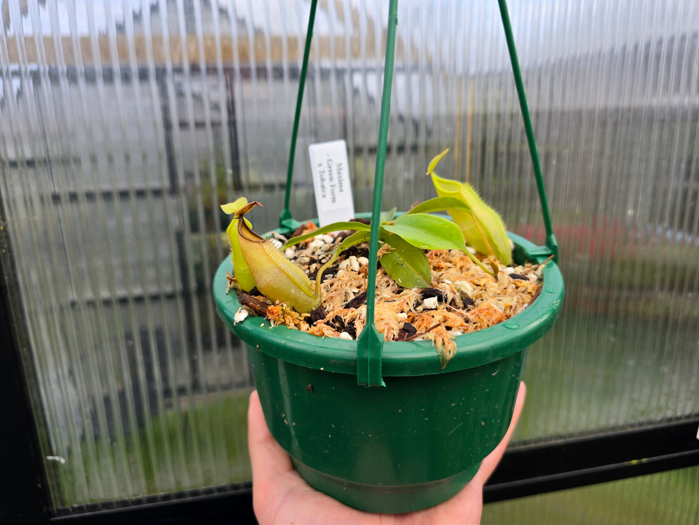 Nepenthes maxima - Green Form x tobaica - Intermediate Tropical Pitcher Plant