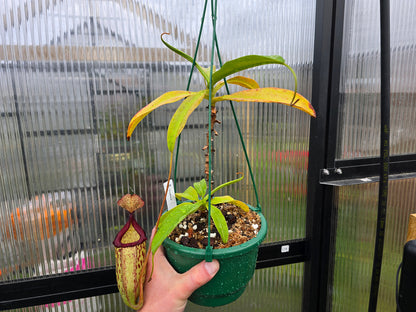 Nepenthes 'Gothica' - Intermediate Tropical Pitcher Plant