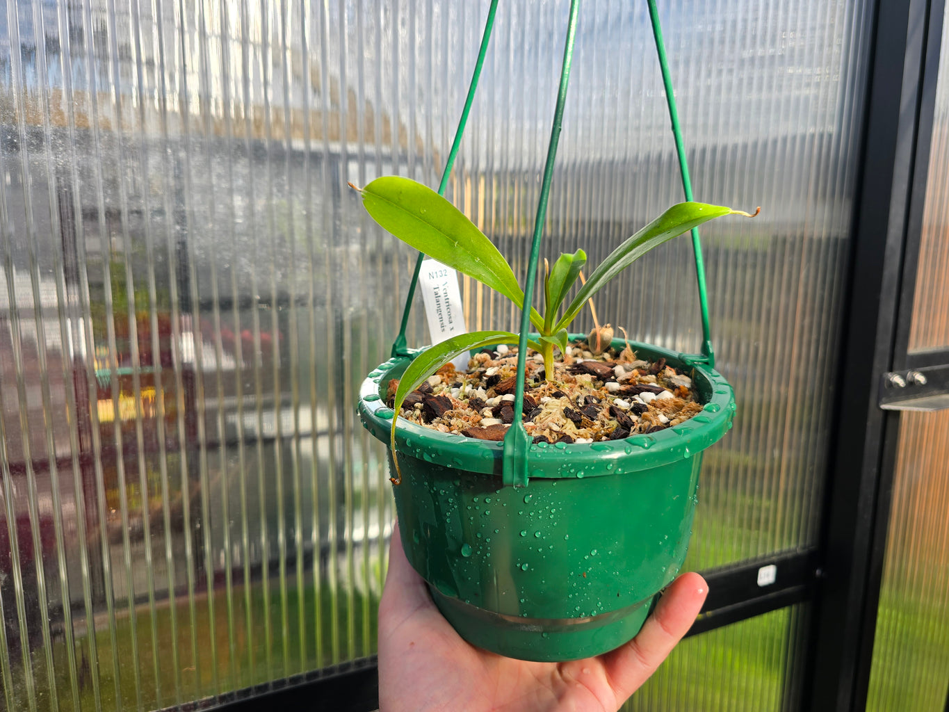 Nepenthes ventricosa x talangensis - Highland Tropical Pitcher Plant