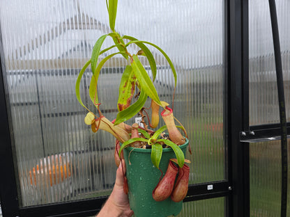 Nepenthes ventricosa x sibuyanensis - Highland Tropical Pitcher Plant