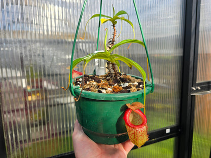 Nepenthes ventricosa x talangensis - Highland Tropical Pitcher Plant