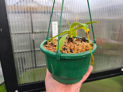 Nepenthes maxima - Intermediate Tropical Pitcher Plan