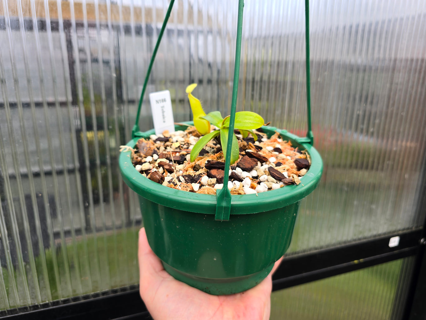 Nepenthes tobaica - Intermediate Tropical Pitcher Plant