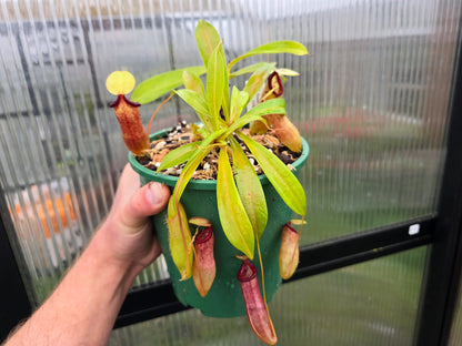 Nepenthes ventricosa x ovata - Highland Tropical Pitcher Plant