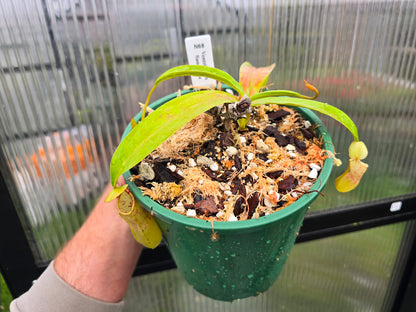 Nepenthes ventricosa x sanguinea - Highland Tropical Pitcher Plant