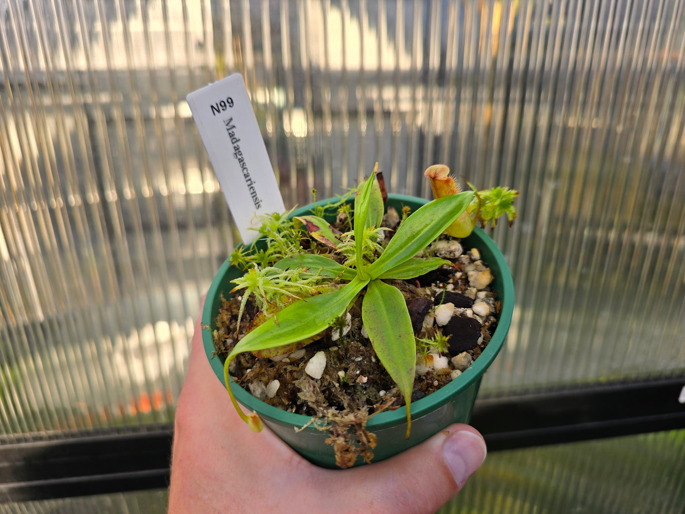 Nepenthes madagascariensis