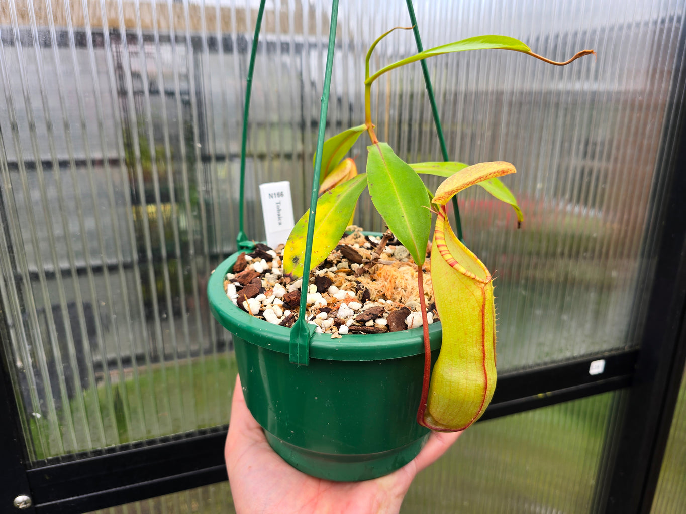 Nepenthes tobaica - Intermediate Tropical Pitcher Plant