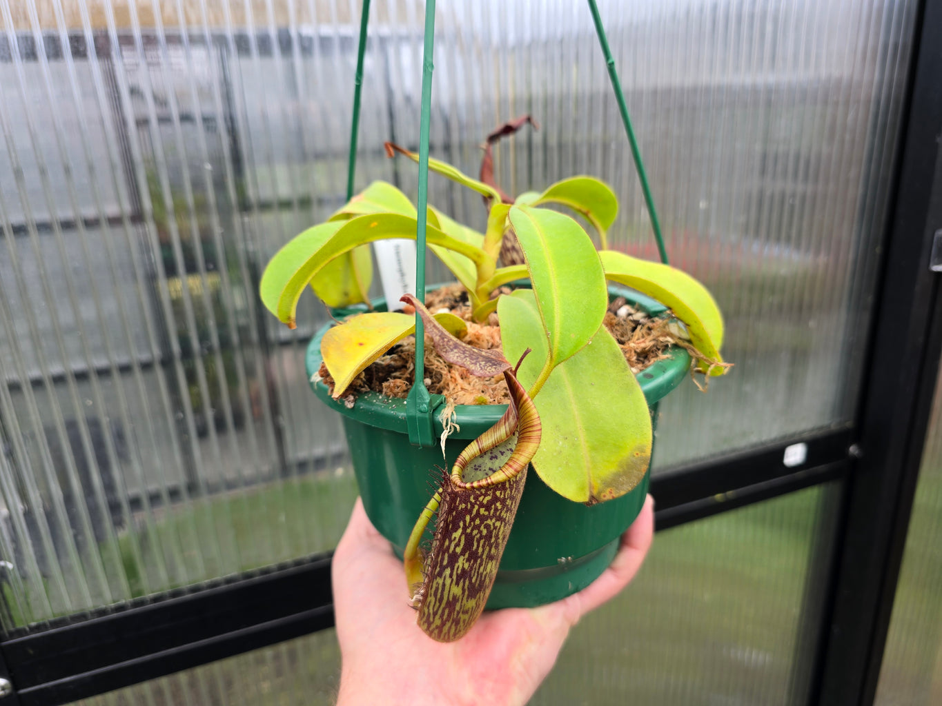 Nepenthes stenophylla - Intermediate Tropical Pitcher Plant