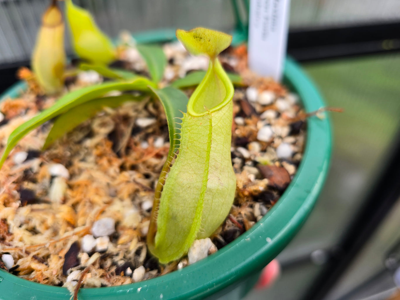 Nepenthes maxima - Green Form x tobaica - Intermediate Tropical Pitcher Plant