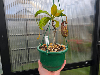 Nepenthes maxima - Intermediate Tropical Pitcher Plan