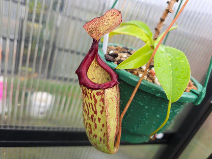 Nepenthes 'Gothica' - Intermediate Tropical Pitcher Plant