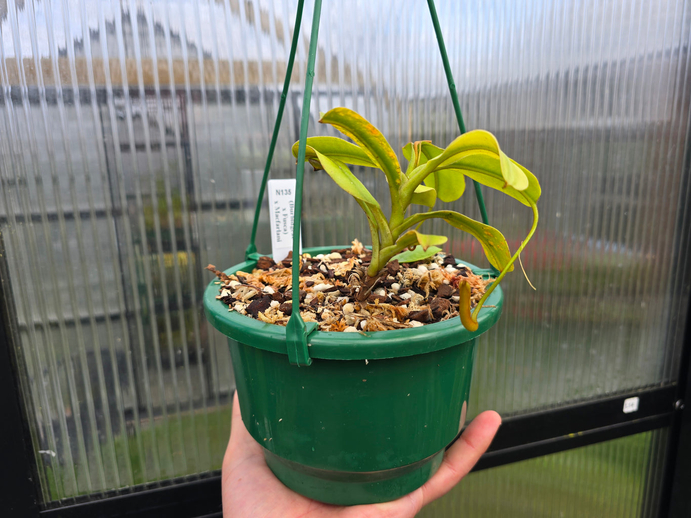 Nepenthes (burbidgeae x fusca) x macfarlanei - Highland Tropical Pitcher Plant