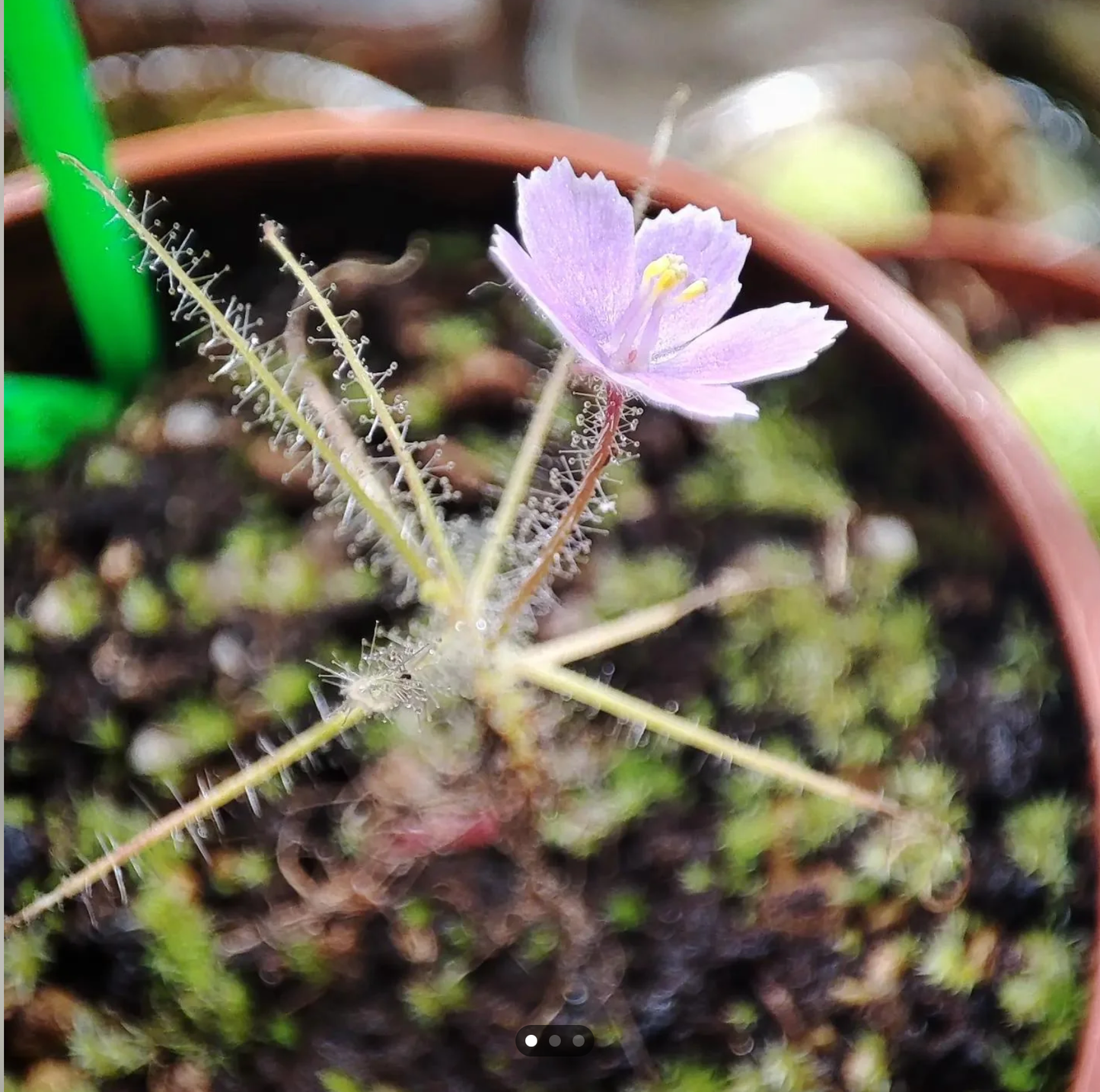 Byblis liniflora - Rainbow Plant