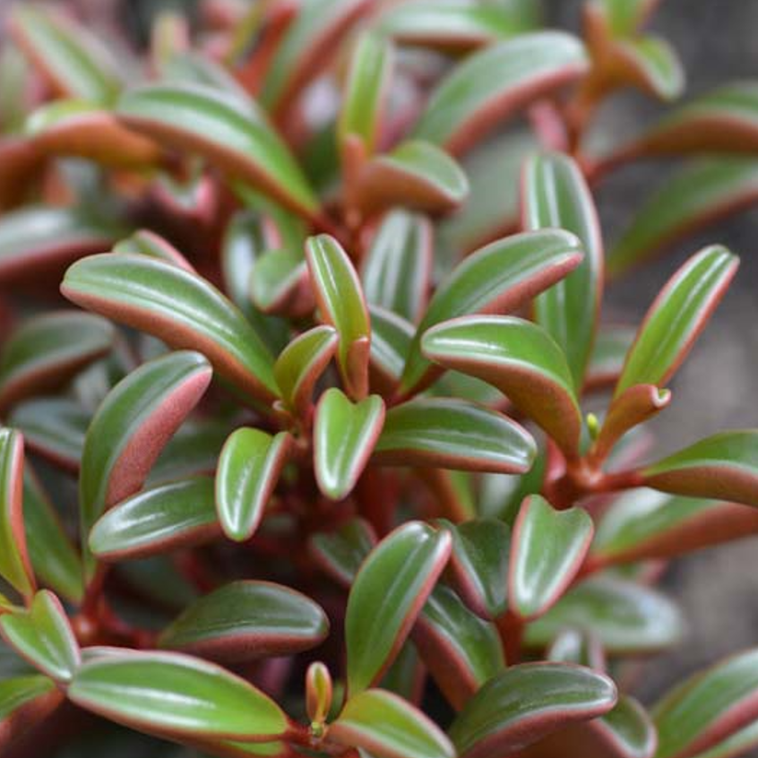 Peperomia Graveolens | Ruby Glow