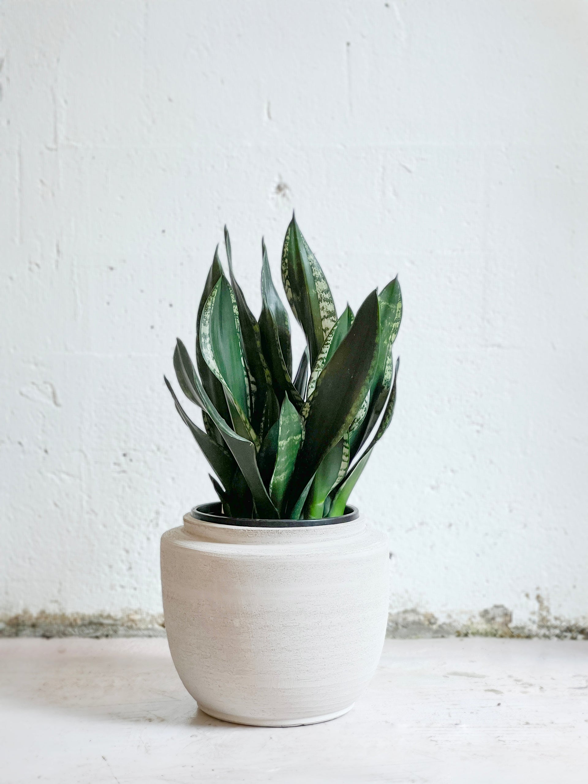 Sansevieria Whitney  Jungle Story