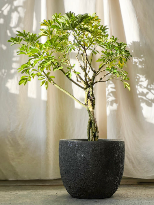 Schefflera Arboricola - Umbrella Plant