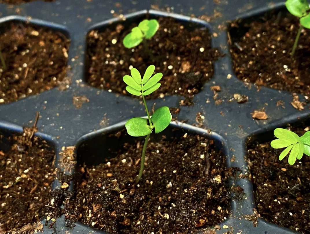 Mimosa pudica 'Sensitive Plant' (Pack of 5 Young Plants)