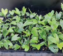 Linospadix monostachyos| Walking Stick Palm