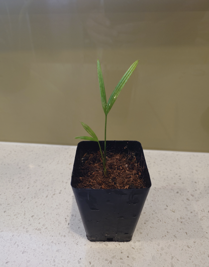 Lipstick Palm / Sealing Wax Palm Seedling