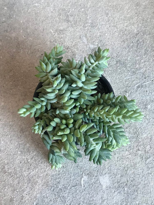 Sedum morganianum