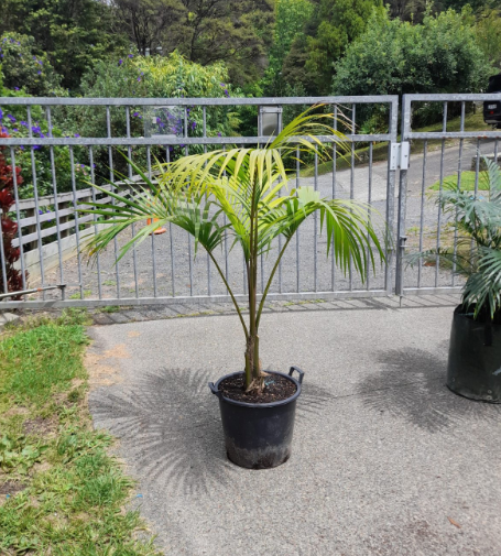 Sentry Palm