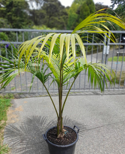 Sentry Palm