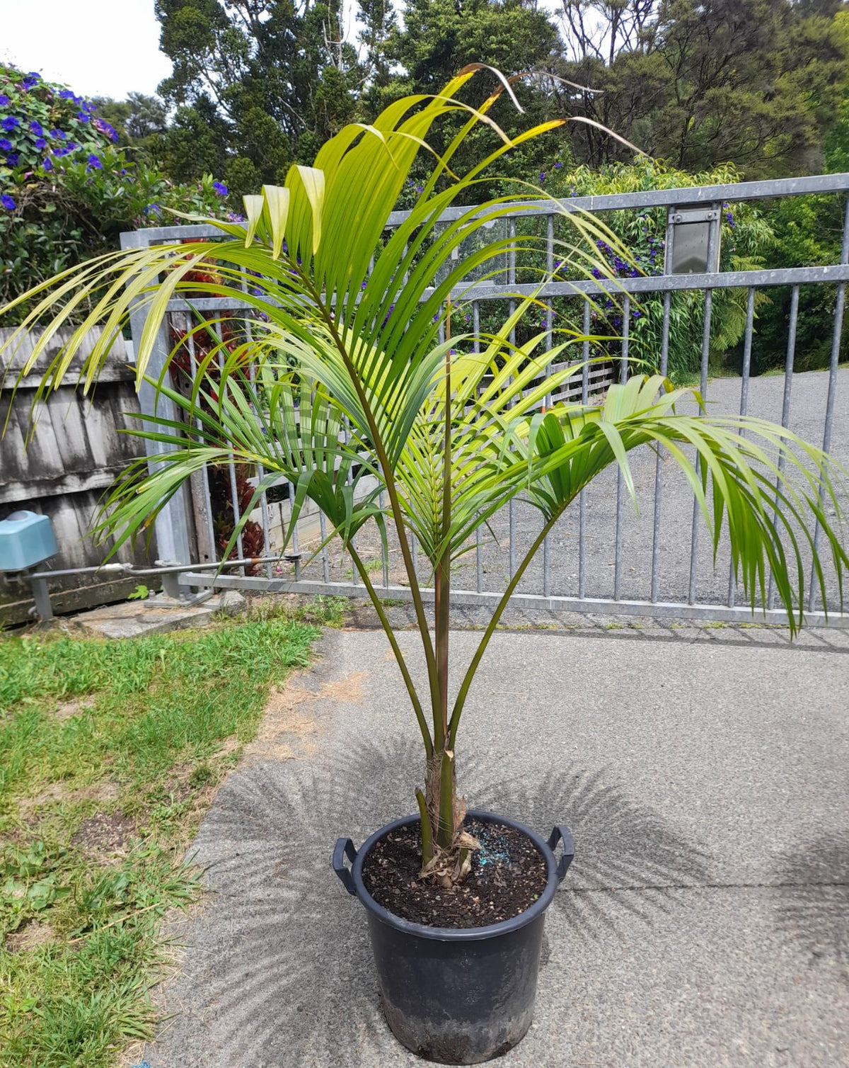 Sentry Palm