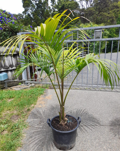 Sentry Palm