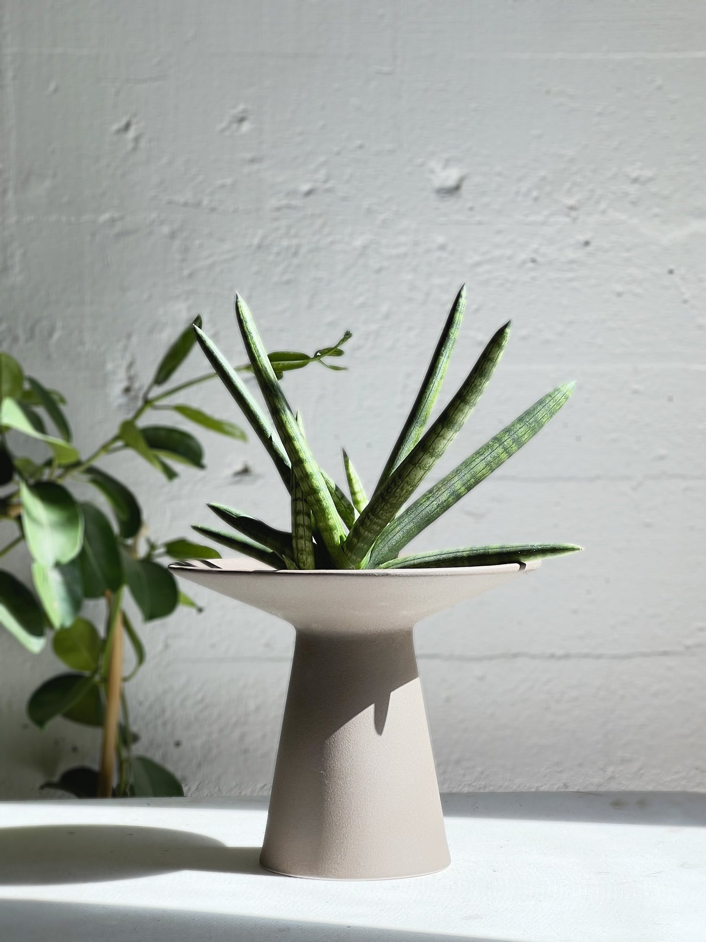 Sansevieria / Snake Plant