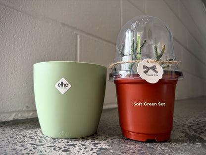 Easy Care Indoor Plant Starter Kit – Old Man's Beard Mistletoe Cactus