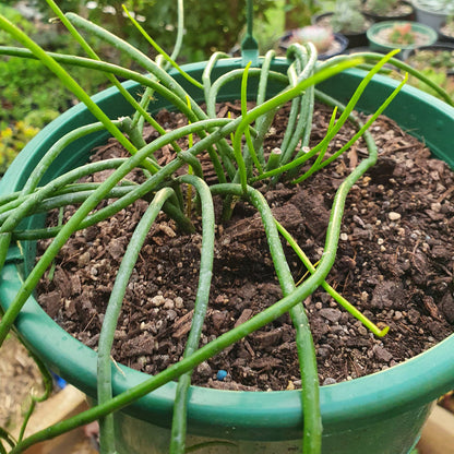 Rhipsalis Baccifera | Spaghetti Cactus