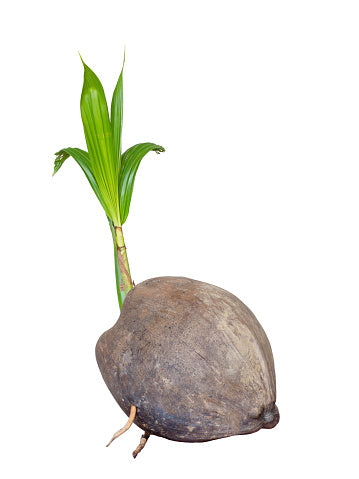 नया अंकुरित नारियल<br> <i>कोकोस न्यूसीफेरा</i>