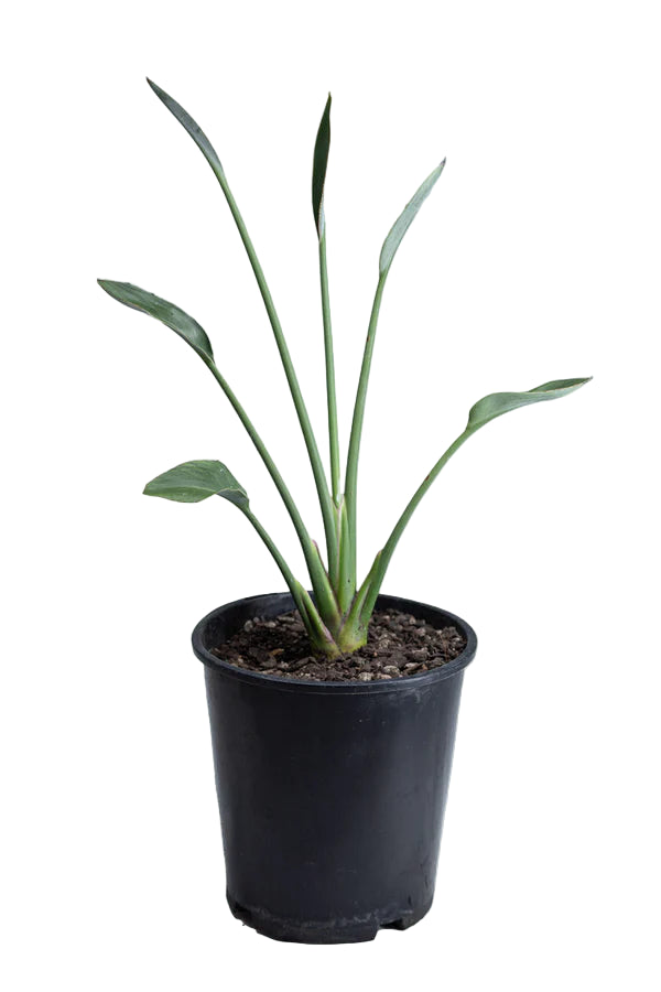 Narrow Leafed Bird of Paradise