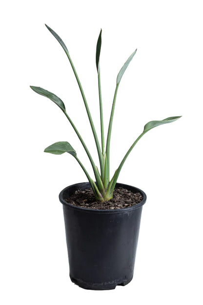 Narrow Leafed Bird of Paradise