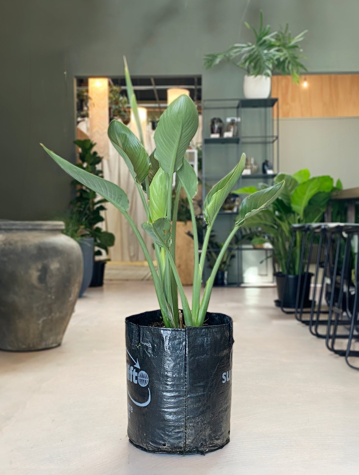 Strelitzia Reginae