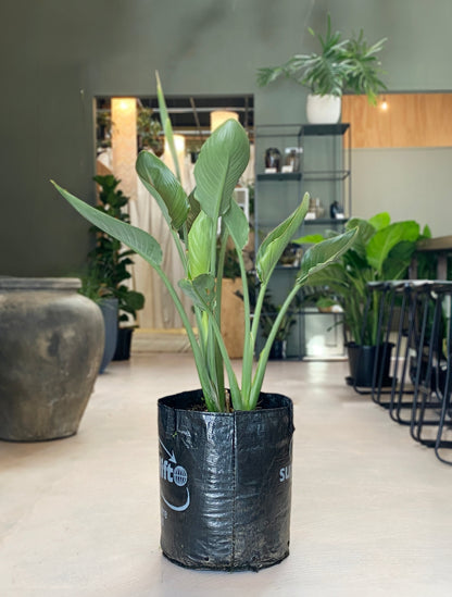 Strelitzia Reginae