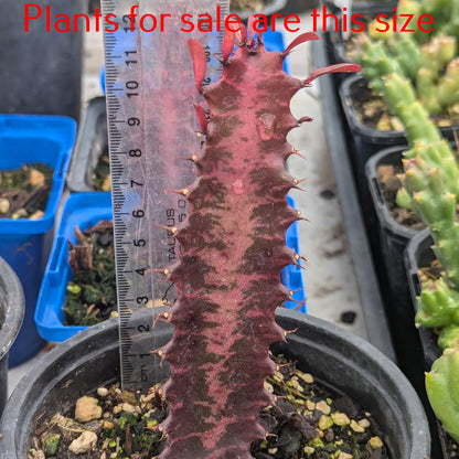 Euphorbia Trigona Rubra | African Milk Tree