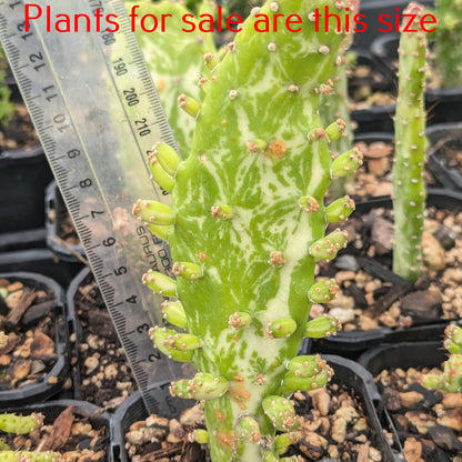 Opuntia Monacantha f. Monstruosa Variegata | Variegated Joseph's Coat