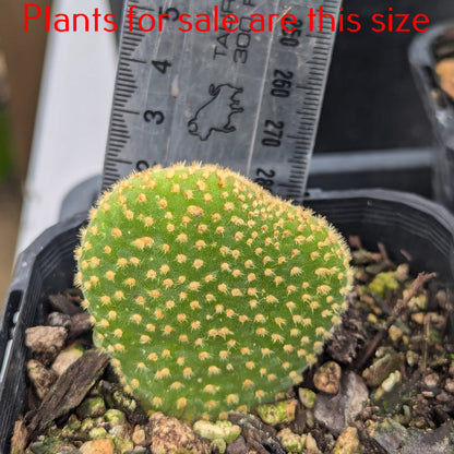 Opuntia Microdasys Yellow | Bunny Ears Cactus