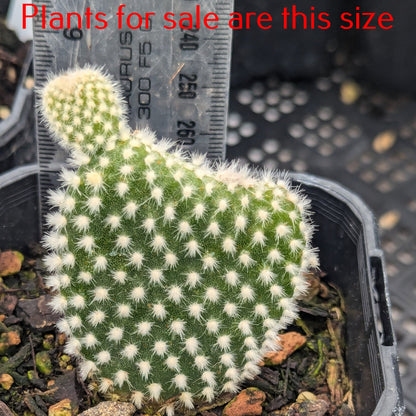 Opuntia Microdasys White | Bunny Ears Cactus