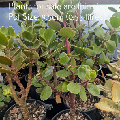 Kalanchoe Rotundifolia