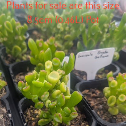 Crassula Ovata Gollum